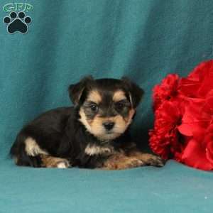 Xaiver, Morkie / Yorktese Puppy